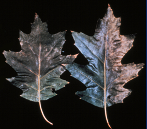Marginal leaf bronzing or tanning is often an early symptom of oak wilt.
