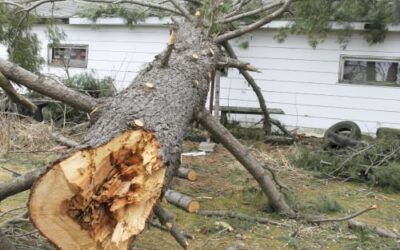 A Tree Falls On Your House – First 5 Things To Do