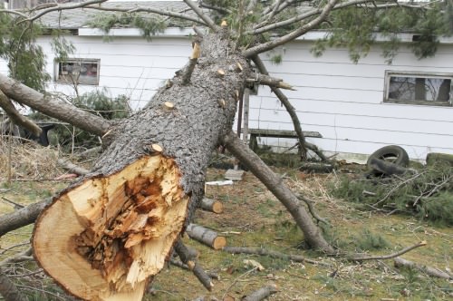 A Tree Falls On Your House – First 5 Things To Do