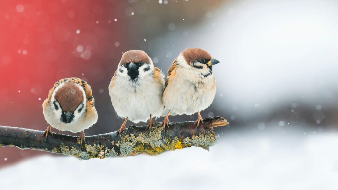 9 Trees that will Attract Winter Wildlife