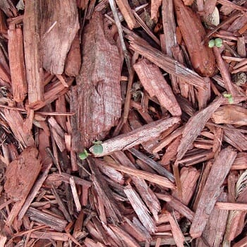 Why Mulch Your Trees
