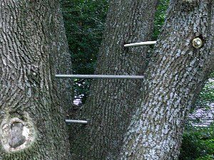 Tree Cabling & Static Support Systems - A New Leaf Tree Service